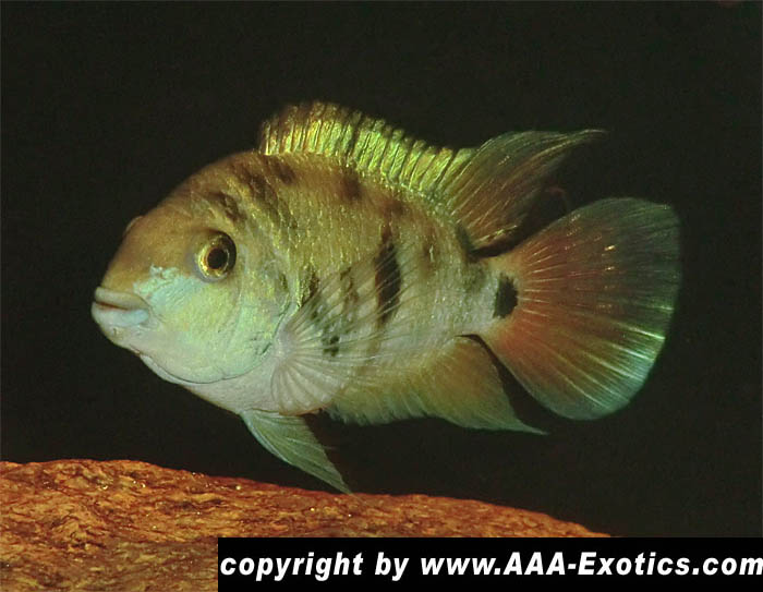 Cryptoheros sp. Honduran Red Point